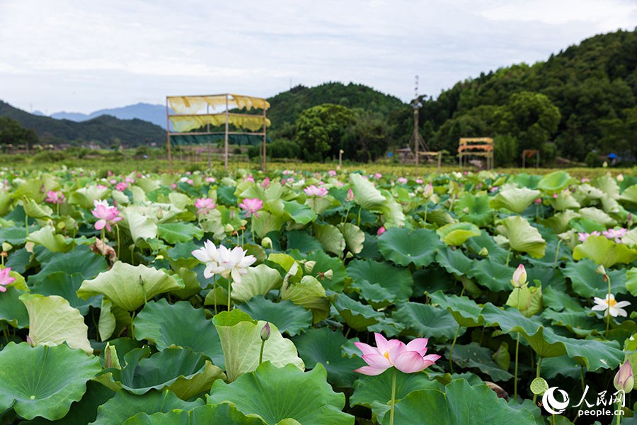 農(nóng)作物廢料變身“植染藝術(shù)品”，把福建這個鄉(xiāng)村裝扮成藝術(shù)館！