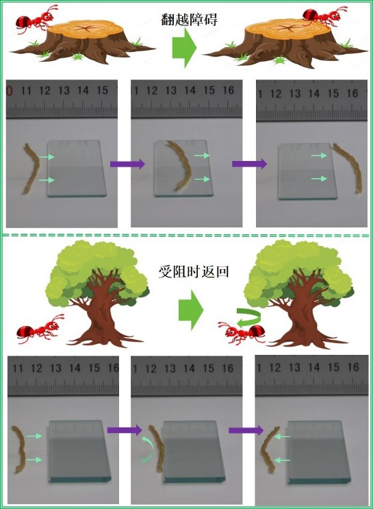 天津大學(xué)研發(fā)4D打印仿生觸覺(jué)應(yīng)變自主軟體機(jī)器人