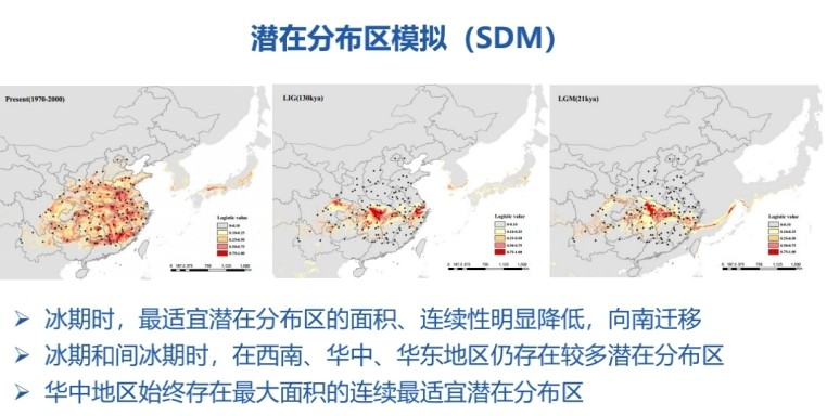 明明滿大街都是，為什么說銀杏還急需人類伸出援手？