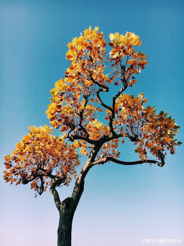 拍秋景避開(kāi)這7個(gè)錯(cuò)，秋天攝影照片美起來(lái)