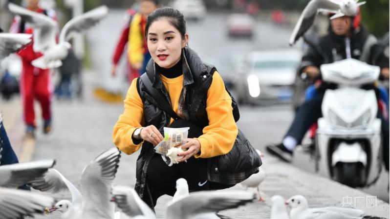 貴州納雍：紅嘴鷗黃杏葉約會(huì)白水河