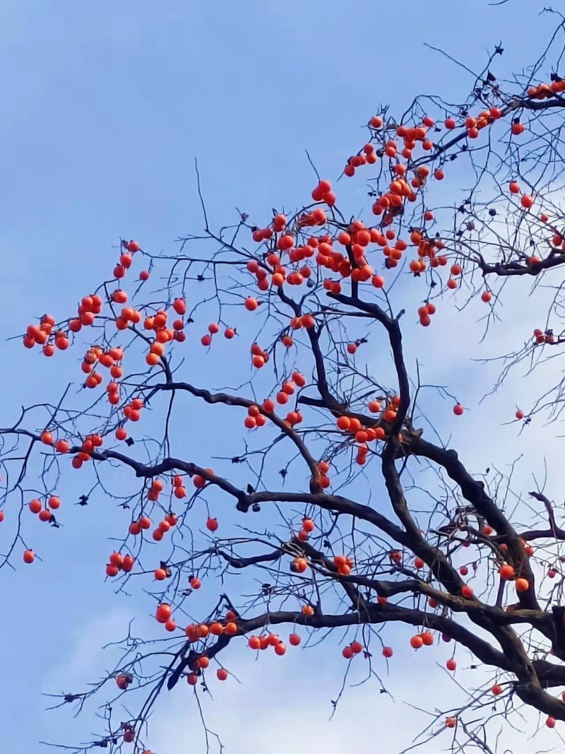 深山煙雨濃，又見(jiàn)柿子紅