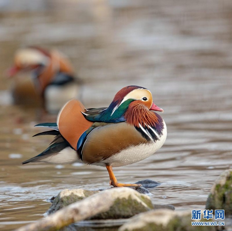 初冬暖陽(yáng) 清涼河國(guó)家濕地公園鴛鴦成群