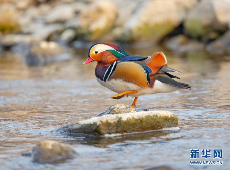 初冬暖陽(yáng) 清涼河國(guó)家濕地公園鴛鴦成群