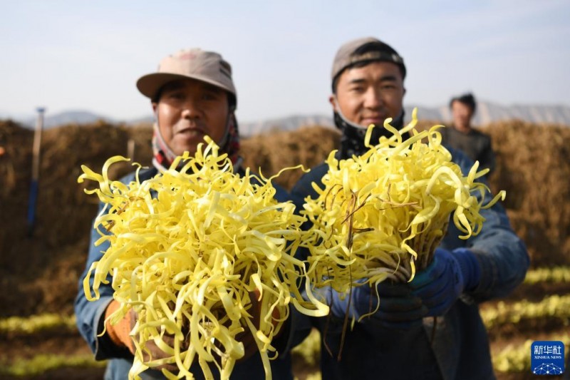 蘭州西固 韭黃豐收