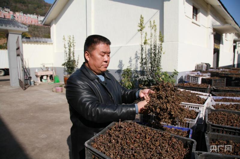從沒人撿到鉚勁兒種 秦巴漢子帶村民打破傳統(tǒng)農(nóng)業(yè)“天花板”