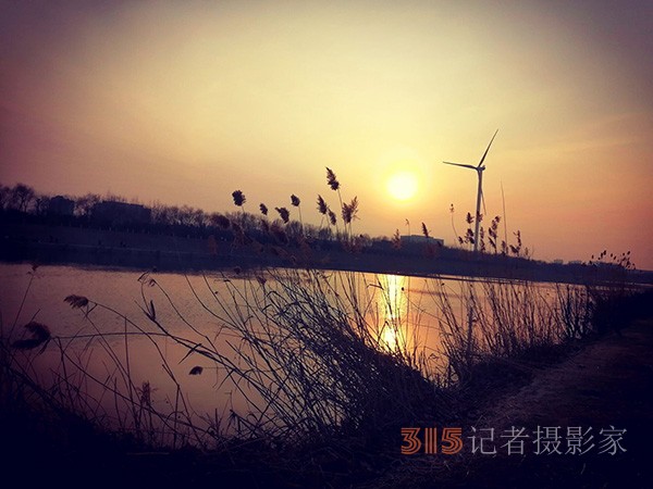 李月手機拍圖——又見蘆葦夕陽紅