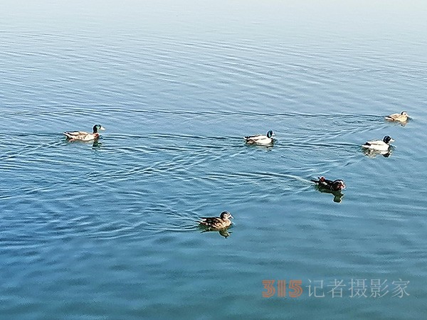 李月手機拍圖——玉淵潭公園冰開春來