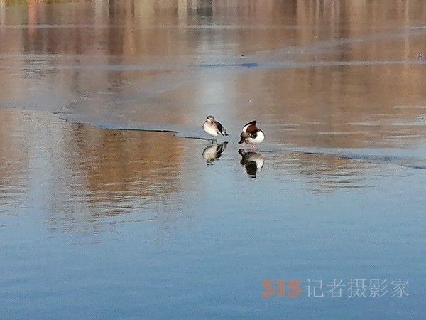 李月手機拍圖——玉淵潭公園冰開春來