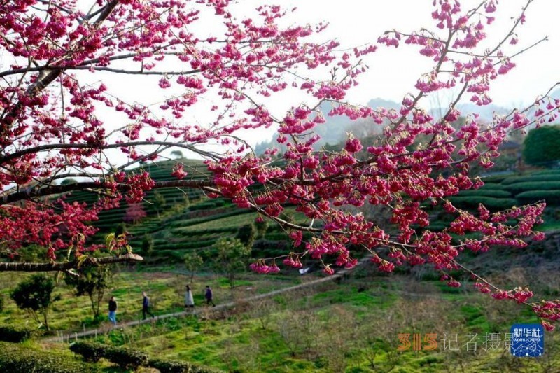 福建武夷山：茶園櫻花開 不負(fù)春光美
