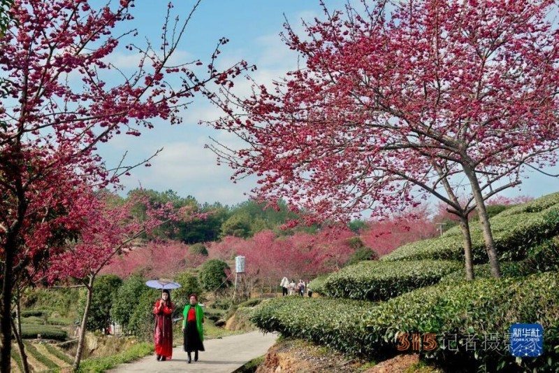 福建武夷山：茶園櫻花開 不負(fù)春光美