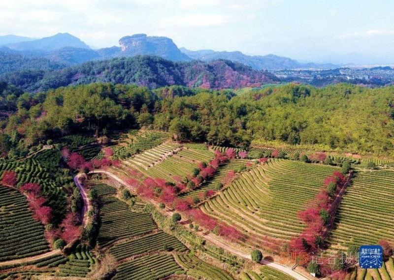 福建武夷山：茶園櫻花開 不負(fù)春光美