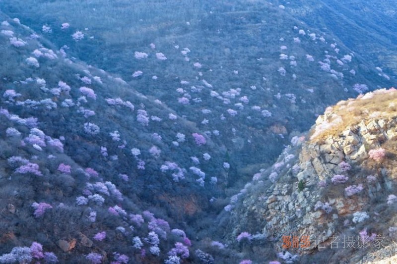 河南陜州：山桃花開妝點十里山谷