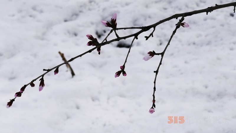 春雪山桃