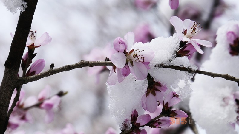 春雪山桃