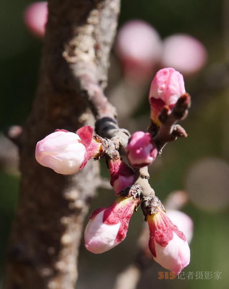 春花燦爛：笑琰攝