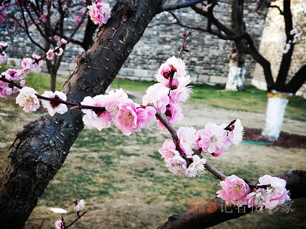 處處皆春色 園園綻百花