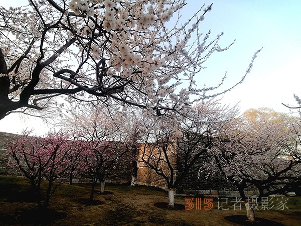 處處皆春色 園園綻百花