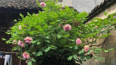 江西廣豐：明代牡丹 驚艷五百余年