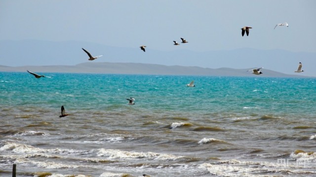 碧波蕩漾 青海湖迎來開湖季