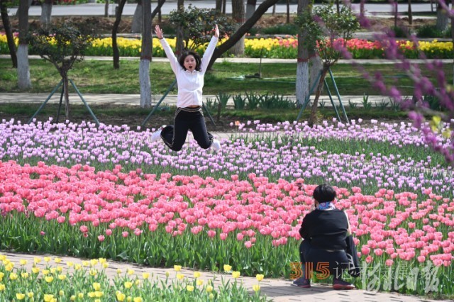 河北石家莊市植物園第十六屆郁金香文化節(jié)開幕