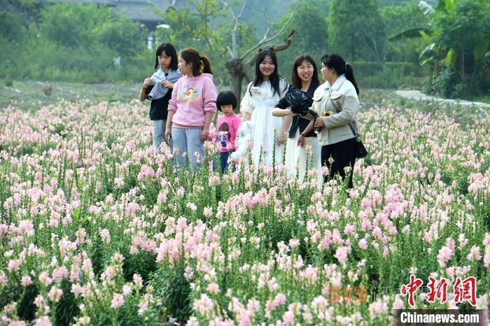 市民在孔元村賞花。 王東明 攝
