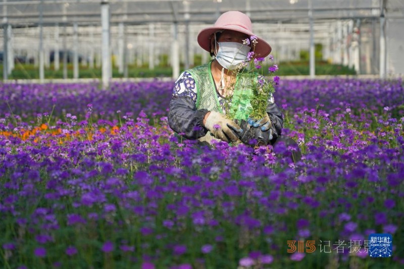 鮮花綻放致富路