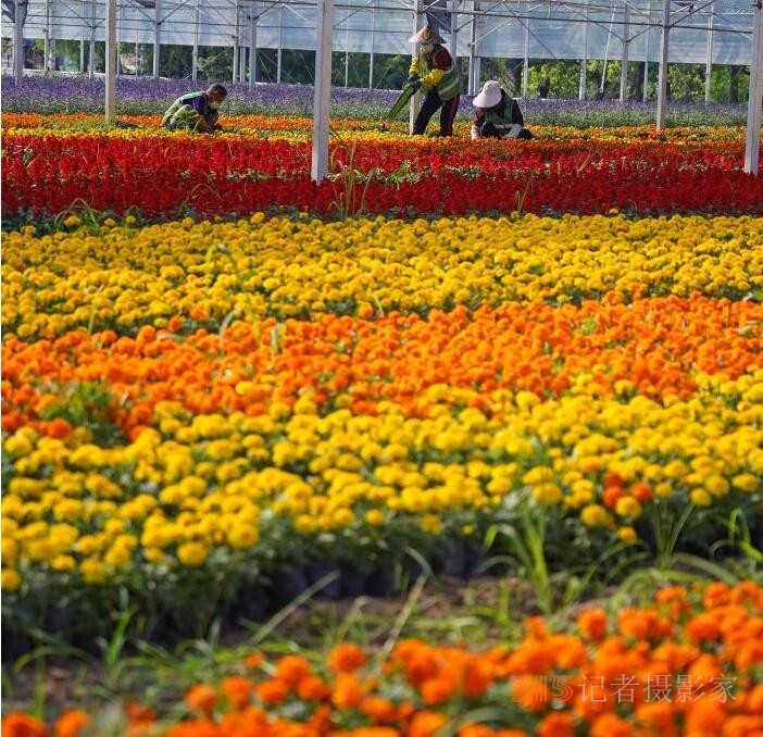 鮮花綻放致富路