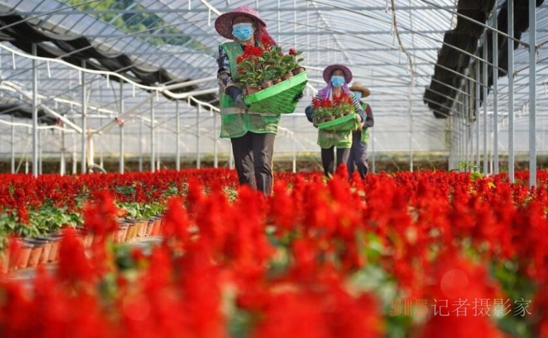 鮮花綻放致富路