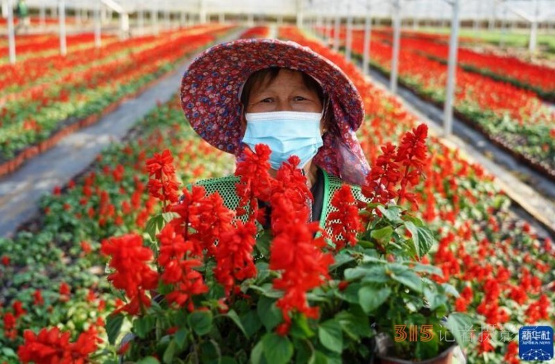 鮮花綻放致富路