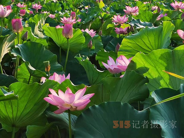 周家鴻手機拍圖——