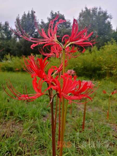 玲瓏寨2022年第十二期筆會(huì)——彼岸花
