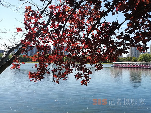 重陽節(jié)的蔚藍(lán)天空粉黛草