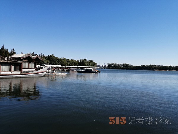 重陽節(jié)的蔚藍(lán)天空粉黛草