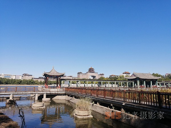 重陽節(jié)的蔚藍(lán)天空粉黛草