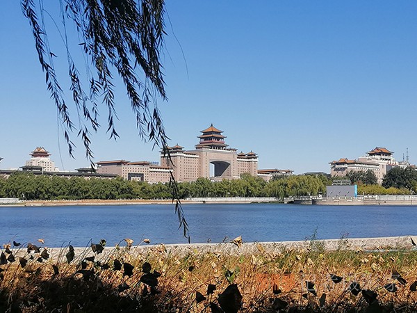 重陽節(jié)的蔚藍(lán)天空粉黛草