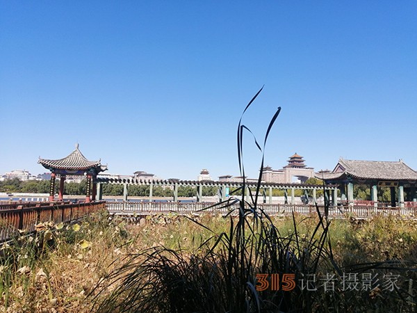 重陽節(jié)的蔚藍(lán)天空粉黛草