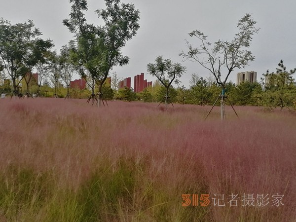 重陽節(jié)的蔚藍(lán)天空粉黛草