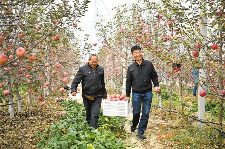 陜西：從蘋(píng)果大省向蘋(píng)果強(qiáng)省邁進(jìn)