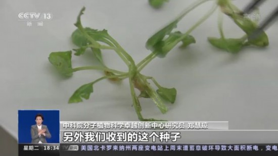 神十四乘組帶回植物種子 “太空植物”生長有何奧秘？