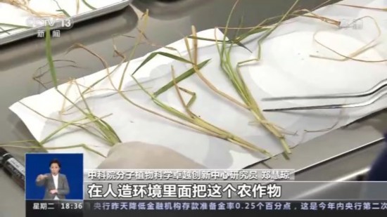 神十四乘組帶回植物種子 “太空植物”生長有何奧秘？