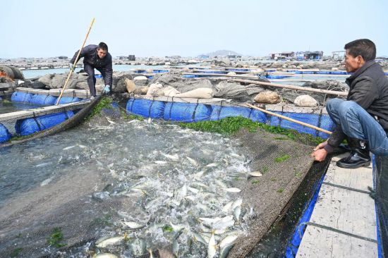 福建東山：“一條魚”興起一個富民產(chǎn)業(yè)