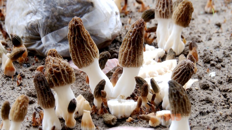 商企匯：青縣羊肚菌種出財(cái)富路
