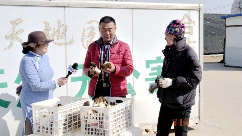 商企匯：青縣羊肚菌種出財(cái)富路