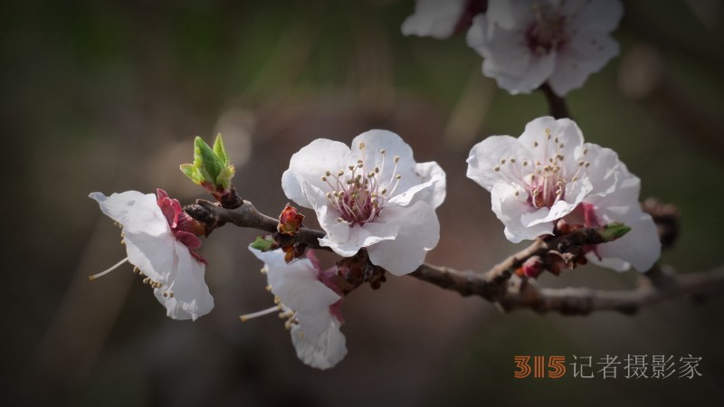 笑琰攝影：春天又花開 鳥兒鳴綠柳