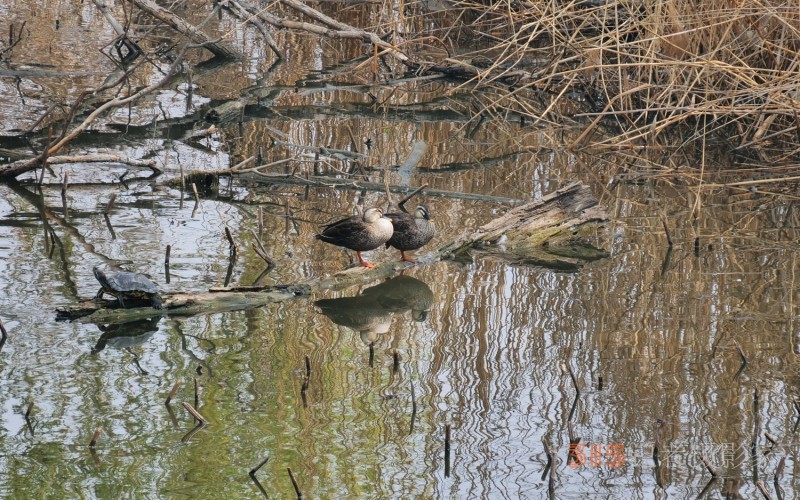 笑琰攝影：春天又花開 鳥兒鳴綠柳