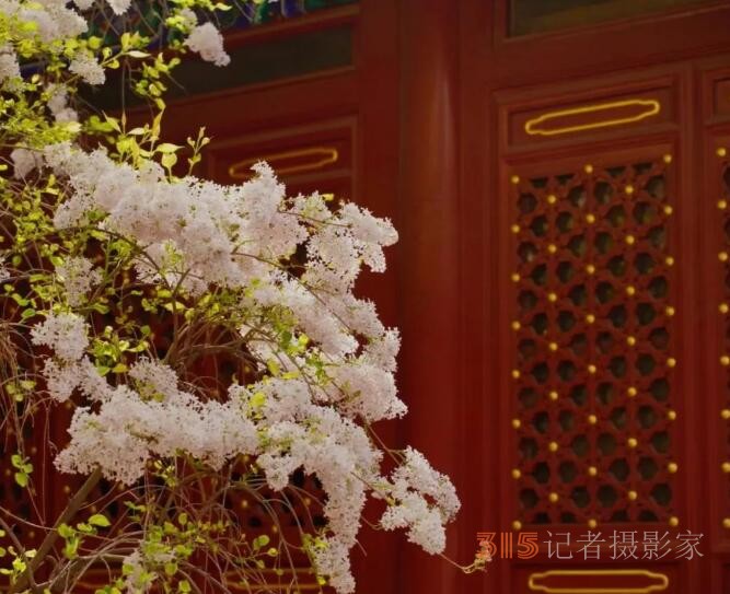 丁香詩(shī)會(huì)雅集·癸卯卷