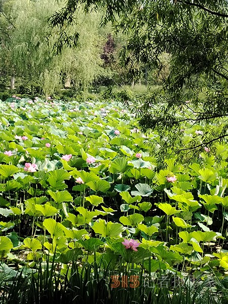 大運(yùn)河森林公園——又見(jiàn)荷盛放