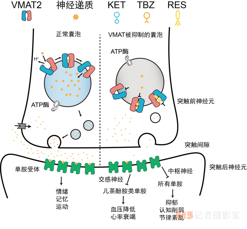 科學(xué)家揭秘大腦如何運輸“快樂荷爾蒙”