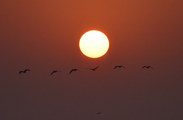  朝氣蓬勃的“太陽鳥”